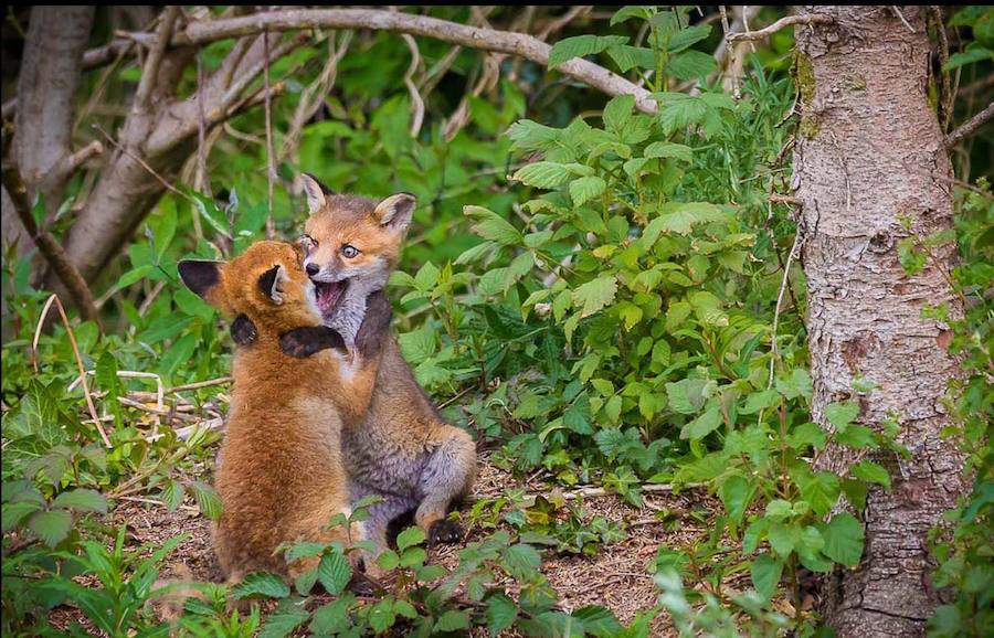 Los premios Comedy Wildlife Photography Awards ya han anunciado sus ganadores de 201