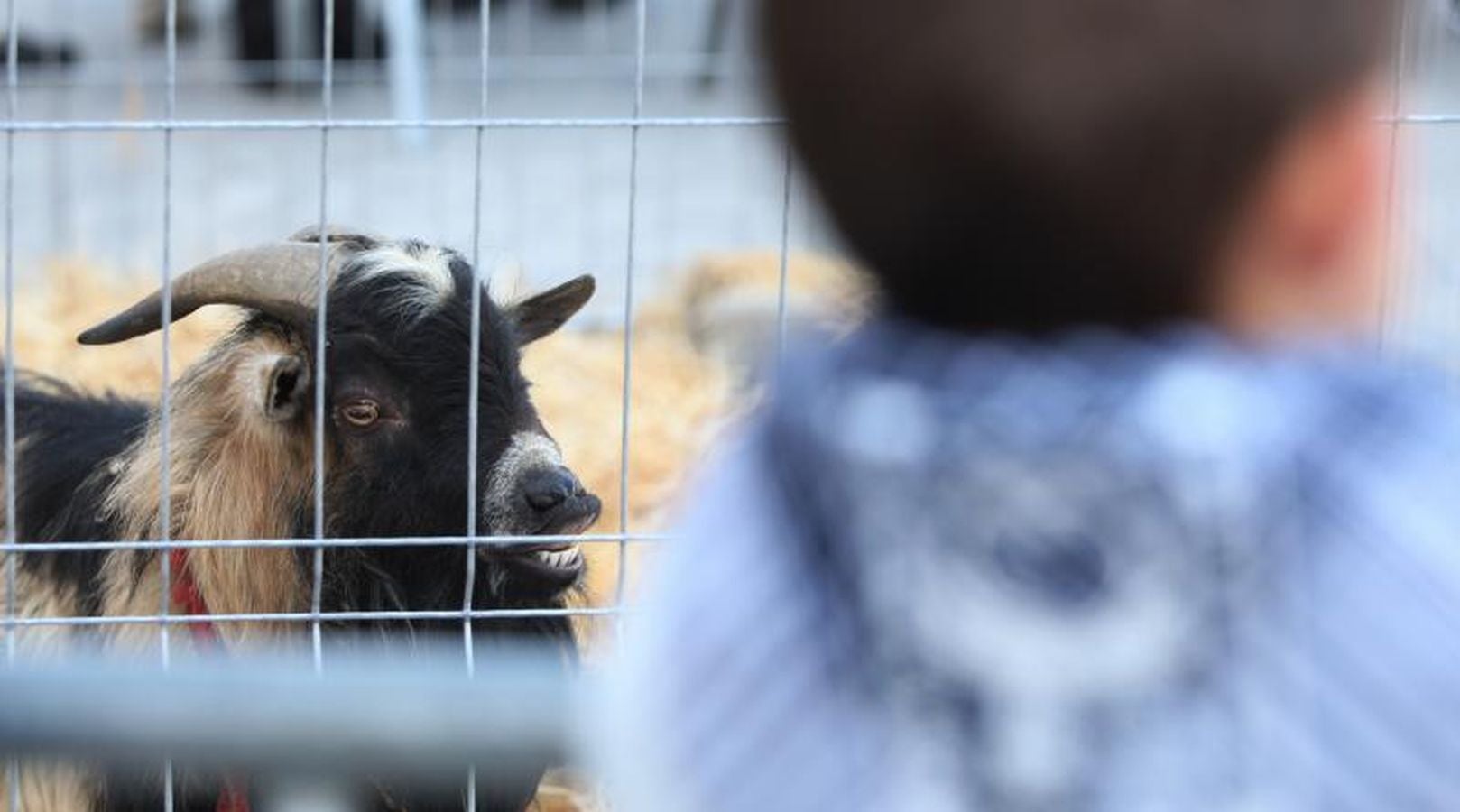 Mayores y niños disfrutan de los talos y la txistorra que se ofrecen en lo diferentes puestos de la localidad