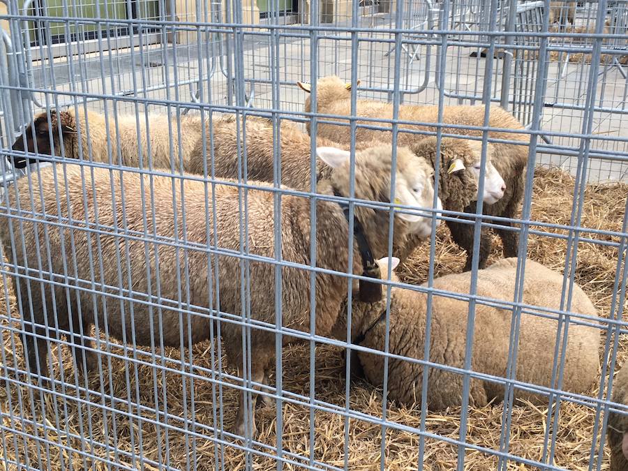 Arranca Santo Tomás y Donostia está lista para recibir a la gente.