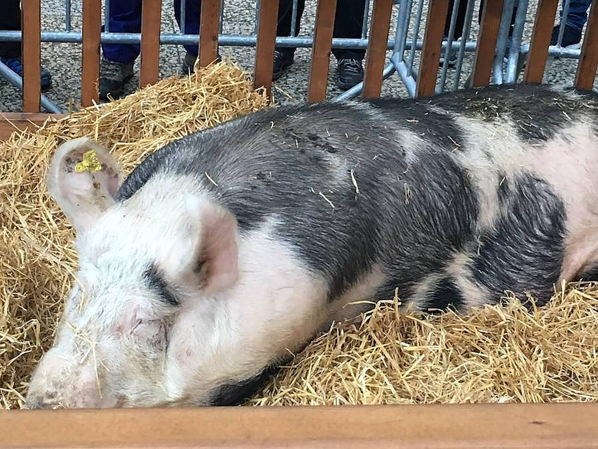 Arranca el Santo Tomas de 2017 y la plaza Constitución ya está lista para recibir a la gente. Los más madrugadores ya han podido ver a Úrsula.