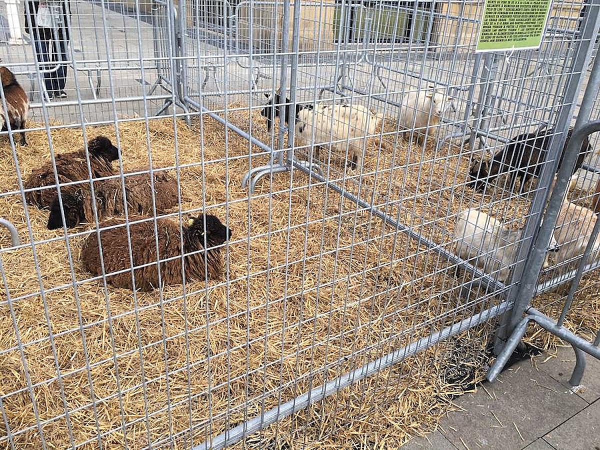 Arranca Santo Tomás y Donostia está lista para recibir a la gente.