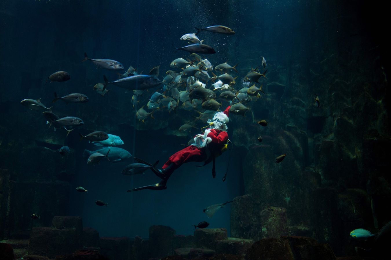 Un Papá Noel nadando entre los peces del Aquarium de París ha hecho las delicias de los más pequeños
