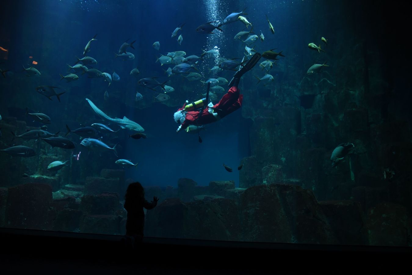 Un Papá Noel nadando entre los peces del Aquarium de París ha hecho las delicias de los más pequeños
