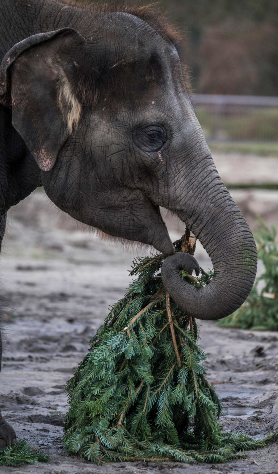 Los árboles de Navidad son aprovechados como comida para animales. Es el caso del zoo de Berlín, que ha facilitado estas preciosas imágenes de sus elefantes jugando y comiendo estos árboles que hace poco decoraban los hogares de los berlineses.