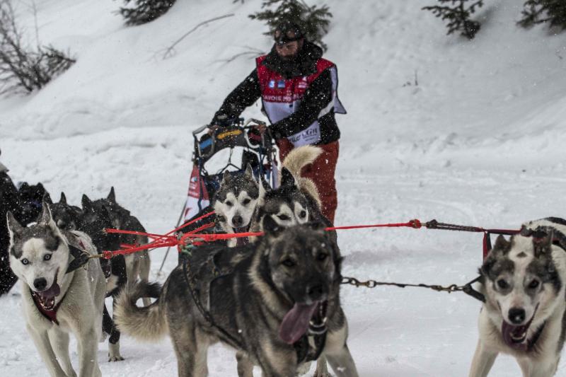 La Grand Odyssee es una carrera internacional de trineos tirados por perros, que discurre a lo largo de 1000 kilómetros entre los alpes suizos y franceses. En la prueba, que tiene una duración de dos semanas, compiten trineos arrastrados por hasta 14 perros de diferentes razas, con experiencia en largas y medias distancias, y se atraviesan más de veinte estaciones de esquí. Un equipo de veterinarios se ocupa de controlar la salud de los animales a lo largo de la competición. Algunos incluso llevan pequeñas botas para proteger sus patas del frío.