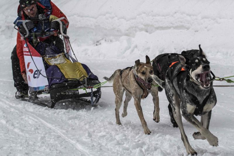 La Grand Odyssee es una carrera internacional de trineos tirados por perros, que discurre a lo largo de 1000 kilómetros entre los alpes suizos y franceses. En la prueba, que tiene una duración de dos semanas, compiten trineos arrastrados por hasta 14 perros de diferentes razas, con experiencia en largas y medias distancias, y se atraviesan más de veinte estaciones de esquí. Un equipo de veterinarios se ocupa de controlar la salud de los animales a lo largo de la competición. Algunos incluso llevan pequeñas botas para proteger sus patas del frío.