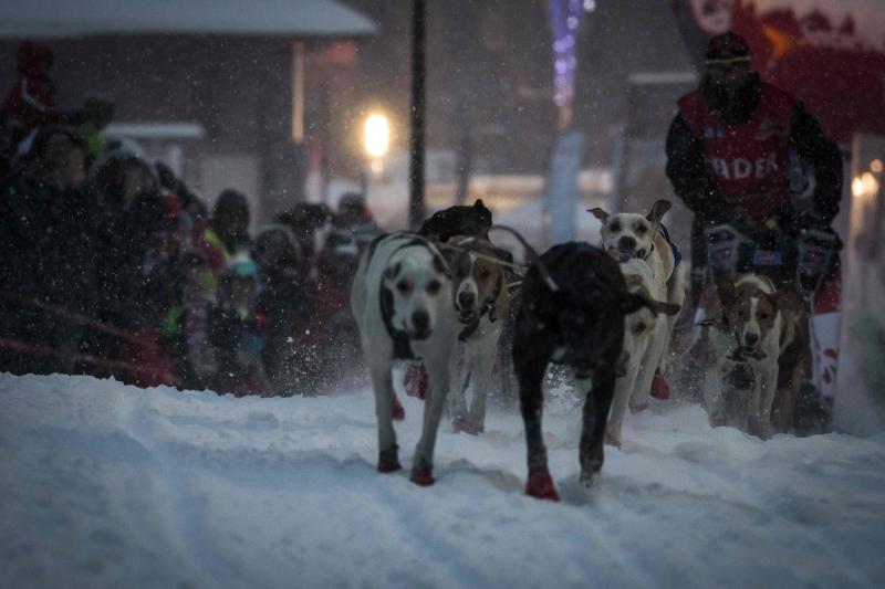 La Grand Odyssee es una carrera internacional de trineos tirados por perros, que discurre a lo largo de 1000 kilómetros entre los alpes suizos y franceses. En la prueba, que tiene una duración de dos semanas, compiten trineos arrastrados por hasta 14 perros de diferentes razas, con experiencia en largas y medias distancias, y se atraviesan más de veinte estaciones de esquí. Un equipo de veterinarios se ocupa de controlar la salud de los animales a lo largo de la competición. Algunos incluso llevan pequeñas botas para proteger sus patas del frío.