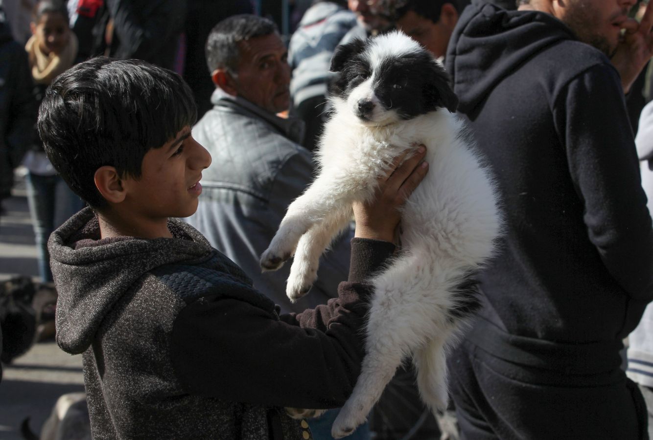 Mercado de animales en Bagdad