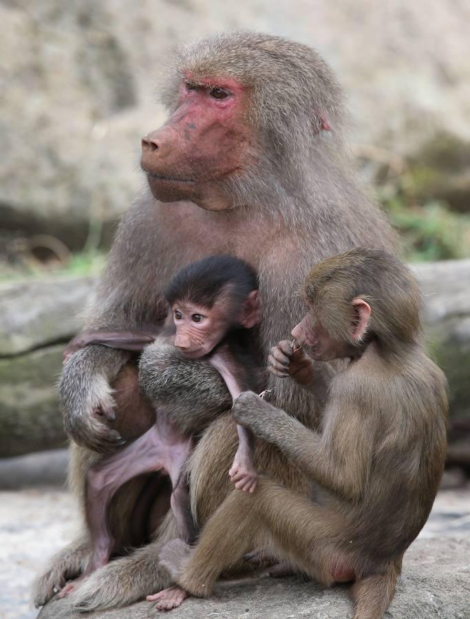 Grace, la madre del pequeño babuino Gana, cuida del recién nacido. El bebé nació el pasado 8 de febrero en el Zoo de Melbourne, Australia.
