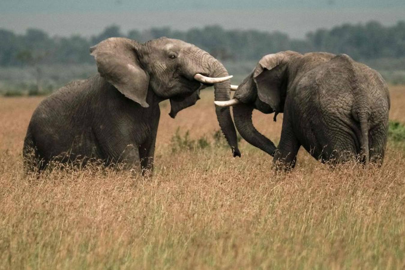 Masái Mara es una reserva natural nacional situada al sudoeste de Kenia, en el condado de Narok. En un área de 1510 metros cuadrados se pueden encontrar un sinfín de especies animales, entre ellos leones, leopardos y elefantes africanos.
