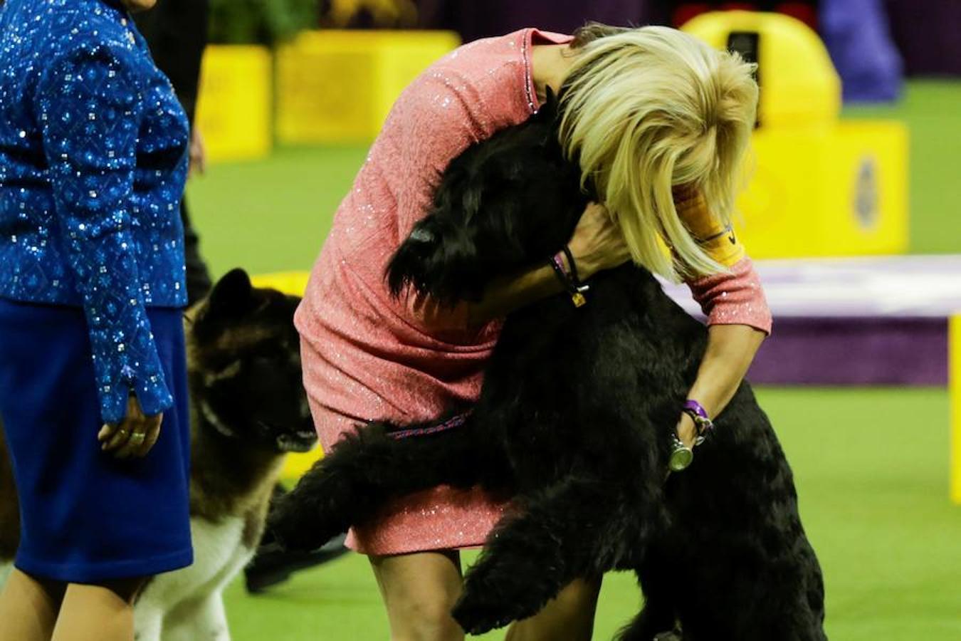 El Bichón Frise Flynn de cinco años ha sido nombrado como 'El mejor del espectáculo' en la 142 edición del 'Westminister Dog Show' en Nueva York. Han sido muchos los dueños que han llevado a sus perros para que participen en este popular certamen.