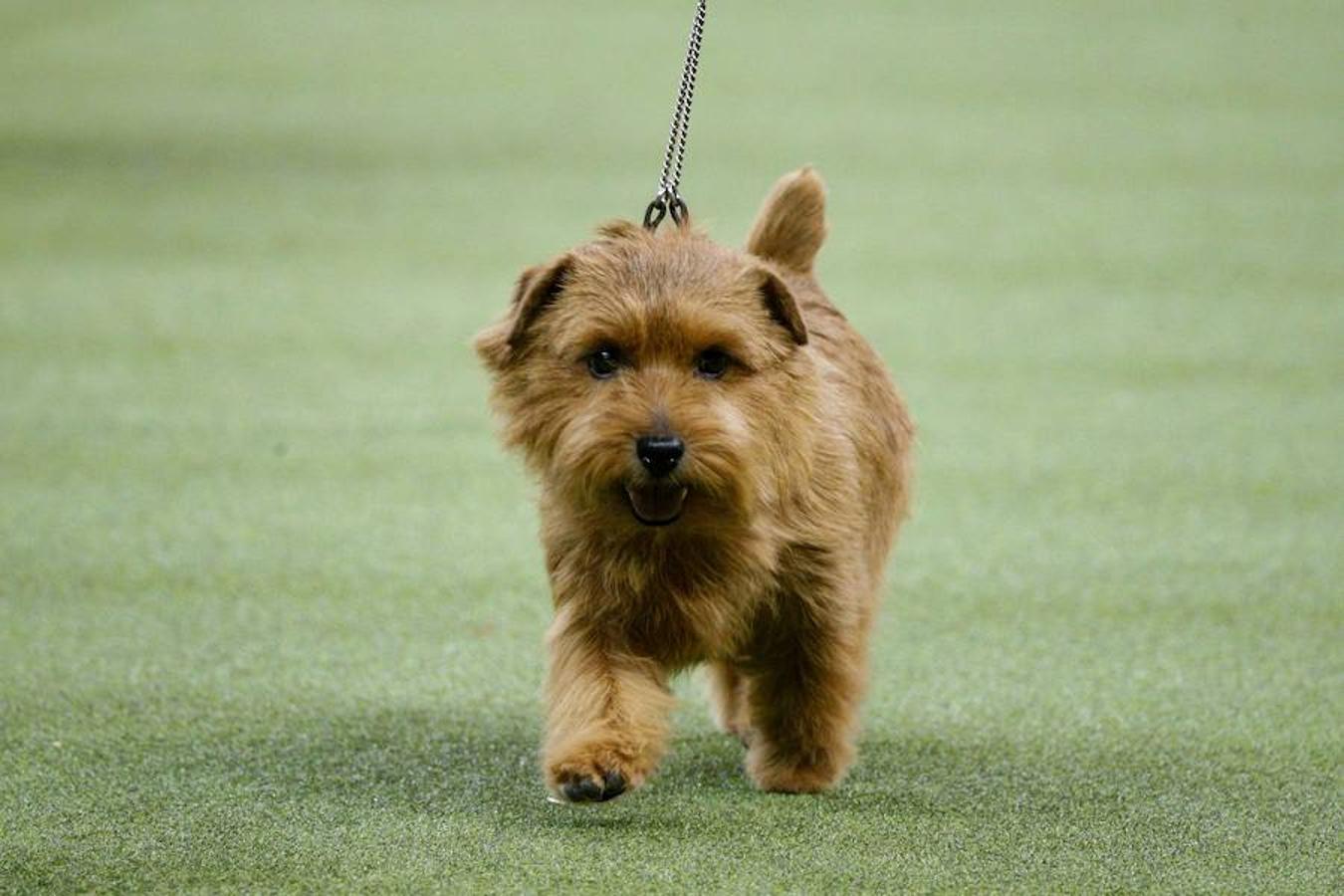 El Bichón Frise Flynn de cinco años ha sido nombrado como 'El mejor del espectáculo' en la 142 edición del 'Westminister Dog Show' en Nueva York. Han sido muchos los dueños que han llevado a sus perros para que participen en este popular certamen.