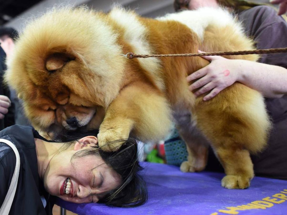 El Bichón Frise Flynn de cinco años ha sido nombrado como 'El mejor del espectáculo' en la 142 edición del 'Westminister Dog Show' en Nueva York. Han sido muchos los dueños que han llevado a sus perros para que participen en este popular certamen.