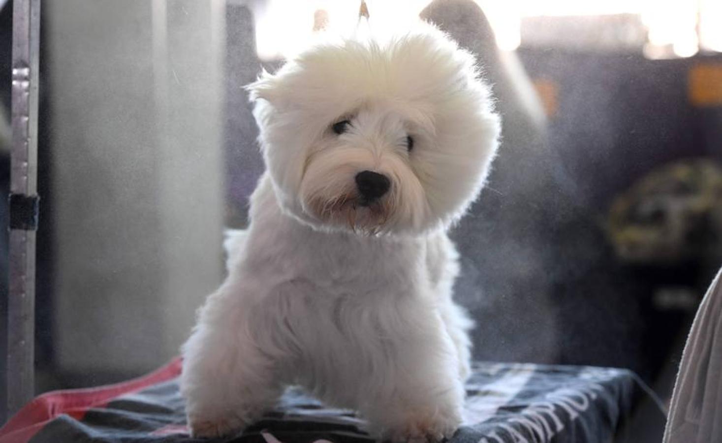 El Bichón Frise Flynn de cinco años ha sido nombrado como 'El mejor del espectáculo' en la 142 edición del 'Westminister Dog Show' en Nueva York. Han sido muchos los dueños que han llevado a sus perros para que participen en este popular certamen.