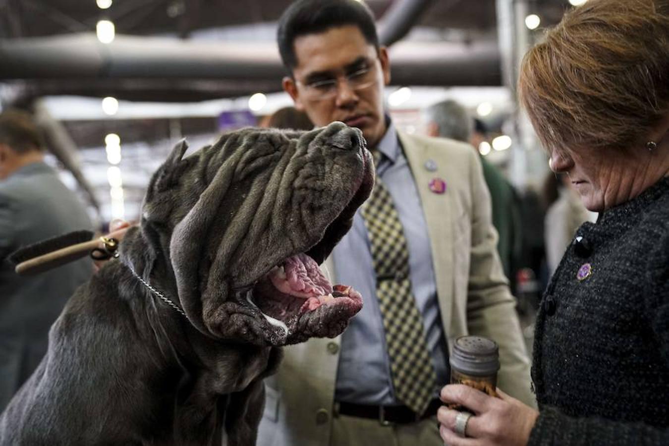 El Bichón Frise Flynn de cinco años ha sido nombrado como 'El mejor del espectáculo' en la 142 edición del 'Westminister Dog Show' en Nueva York. Han sido muchos los dueños que han llevado a sus perros para que participen en este popular certamen.