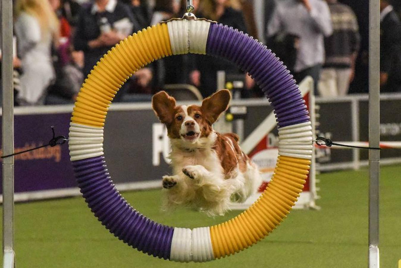 El Bichón Frise Flynn de cinco años ha sido nombrado como 'El mejor del espectáculo' en la 142 edición del 'Westminister Dog Show' en Nueva York. Han sido muchos los dueños que han llevado a sus perros para que participen en este popular certamen.