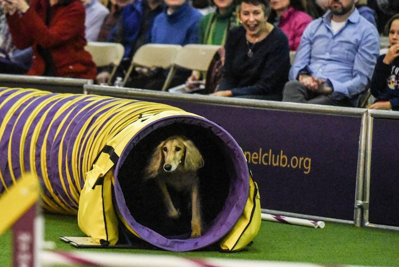 El Bichón Frise Flynn de cinco años ha sido nombrado como 'El mejor del espectáculo' en la 142 edición del 'Westminister Dog Show' en Nueva York. Han sido muchos los dueños que han llevado a sus perros para que participen en este popular certamen.