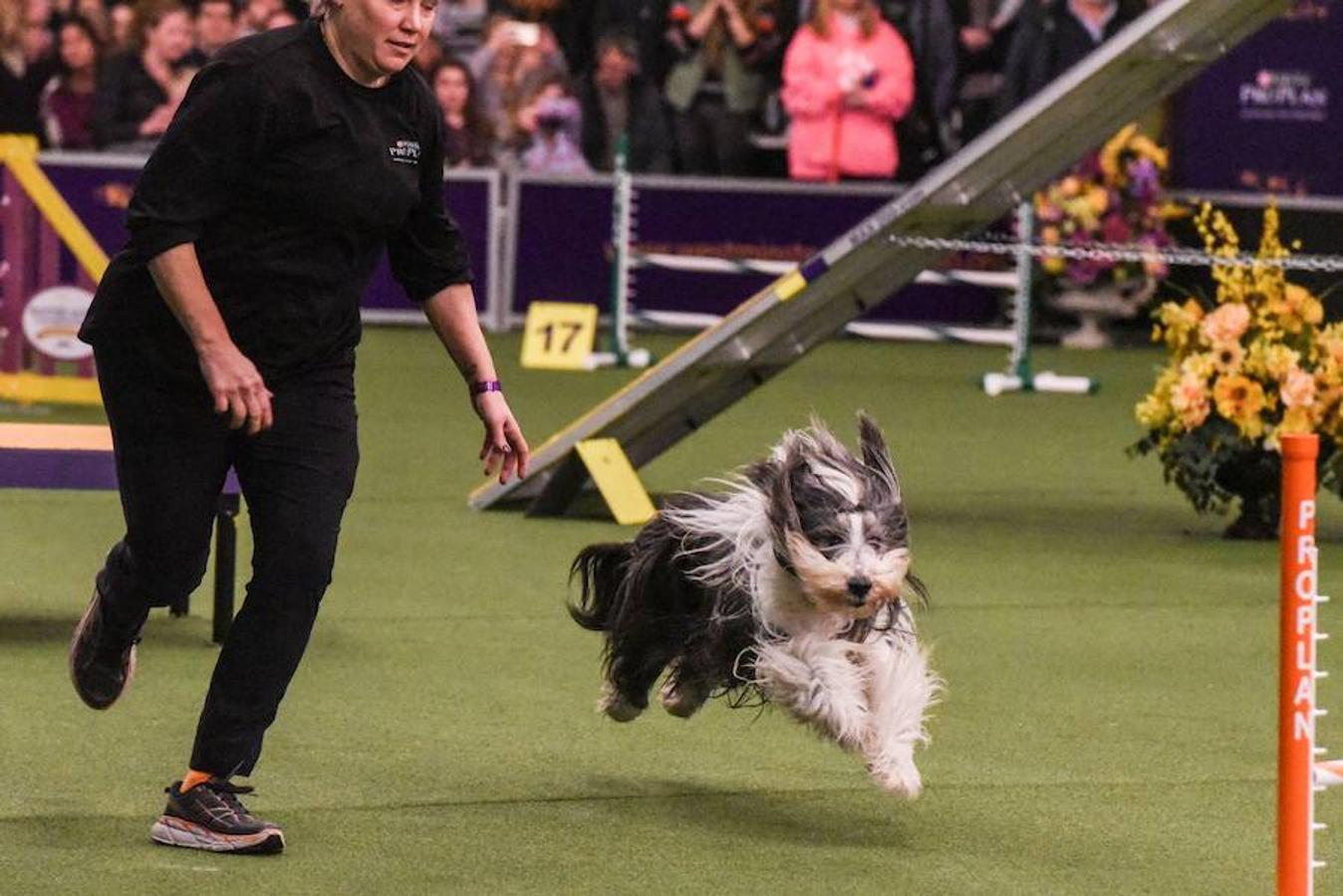 El Bichón Frise Flynn de cinco años ha sido nombrado como 'El mejor del espectáculo' en la 142 edición del 'Westminister Dog Show' en Nueva York. Han sido muchos los dueños que han llevado a sus perros para que participen en este popular certamen.