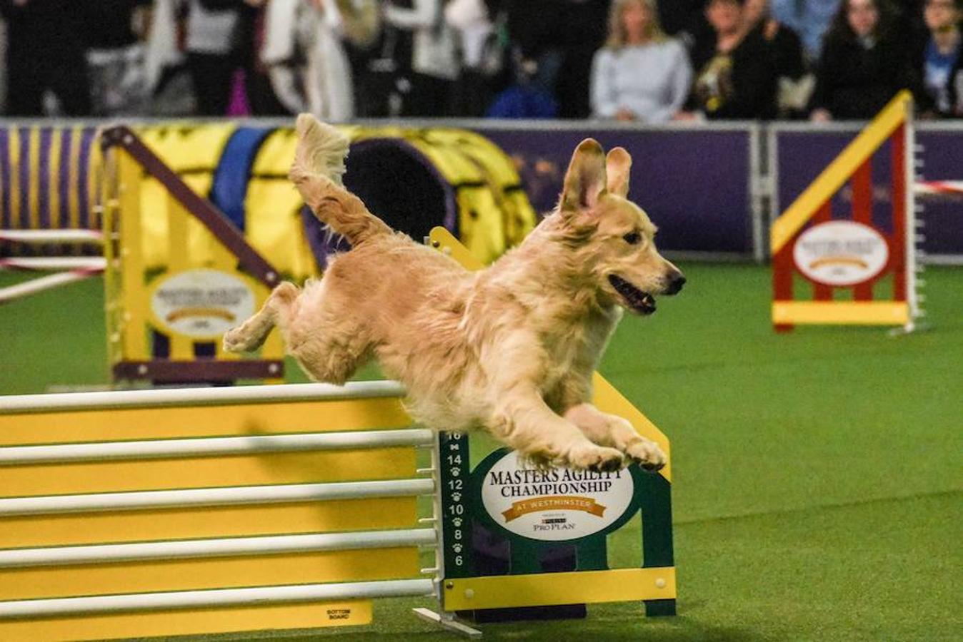 El Bichón Frise Flynn de cinco años ha sido nombrado como 'El mejor del espectáculo' en la 142 edición del 'Westminister Dog Show' en Nueva York. Han sido muchos los dueños que han llevado a sus perros para que participen en este popular certamen.