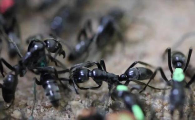 Las hormigas enfermeras que rescatan a sus 'guerreros' heridos en batalla y los curan 