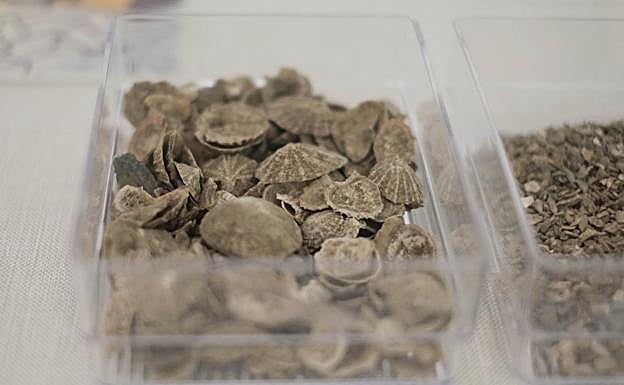 Algunas de las conchas del asentamiento. 