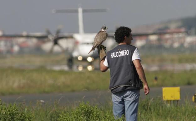 Halconero en el aeropuerto de Hondarribia