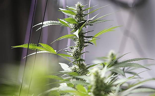 Una planta de marihuana. 