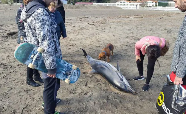 El delfín que ha aparecido muerto en la playa de Deba.