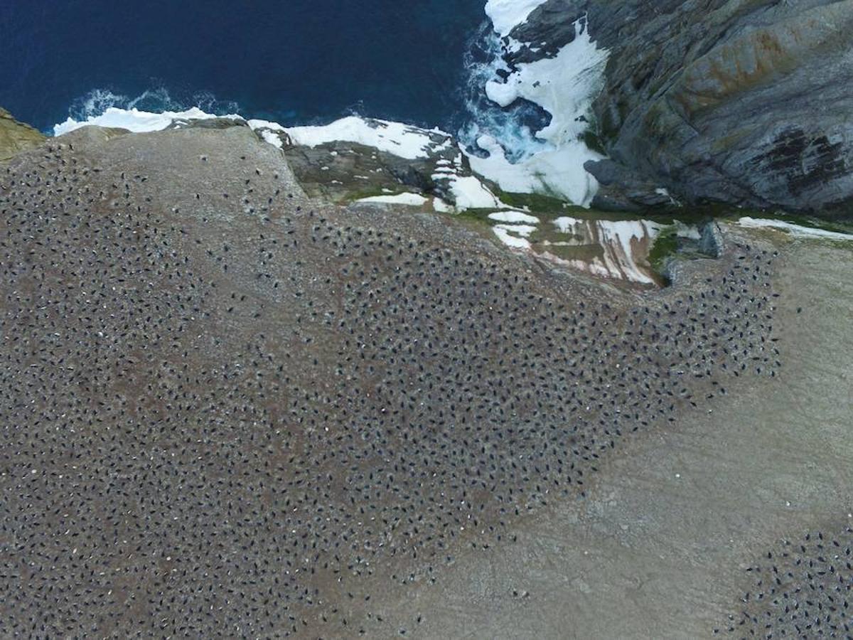 Se han descubierto alrededor de 1,5 millones de pingüinos Adelie en las remotas Islas Danger en el este de la Antártida.