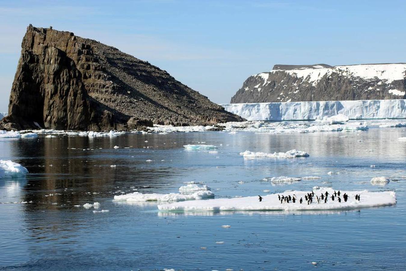 Se han descubierto alrededor de 1,5 millones de pingüinos Adelie en las remotas Islas Danger en el este de la Antártida.