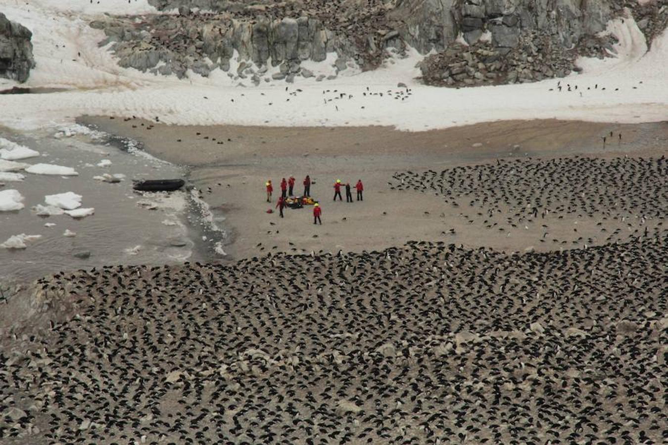 Se han descubierto alrededor de 1,5 millones de pingüinos Adelie en las remotas Islas Danger en el este de la Antártida.