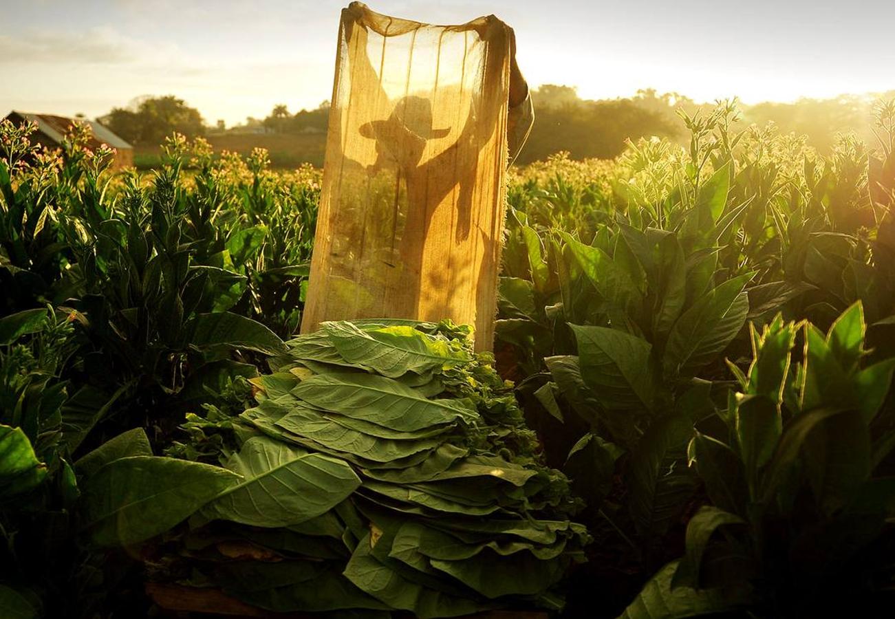 El ocre, el verde y el azul son los colores de la provincia de Pinar del Río, principal productora de tabaco de Cuba, situada en el extremo más occidental de la isla. La región, que goza de un clima y una temperatura que la convierten en un lugar privilegiado para el cultivo del tabaco de mayor calidad, se ha visto afectada en los últimos meses por intensas lluvias, que han dañado el 70 por ciento de las plantaciones de caña y obligado a los productores de tabaco a extender su siembra hasta finales de febrero. A pesar de las dificultades, los vegueros esperan entregar este año más de 32.000 toneladas de hojas a la industria de cigarros y habanos, una producción que ocupa el cuarto puesto en el conjunto del PIB cubano.