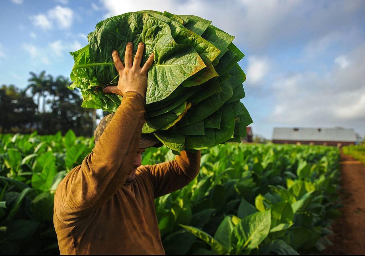 El ocre, el verde y el azul son los colores de la provincia de Pinar del Río, principal productora de tabaco de Cuba, situada en el extremo más occidental de la isla. La región, que goza de un clima y una temperatura que la convierten en un lugar privilegiado para el cultivo del tabaco de mayor calidad, se ha visto afectada en los últimos meses por intensas lluvias, que han dañado el 70 por ciento de las plantaciones de caña y obligado a los productores de tabaco a extender su siembra hasta finales de febrero. A pesar de las dificultades, los vegueros esperan entregar este año más de 32.000 toneladas de hojas a la industria de cigarros y habanos, una producción que ocupa el cuarto puesto en el conjunto del PIB cubano.