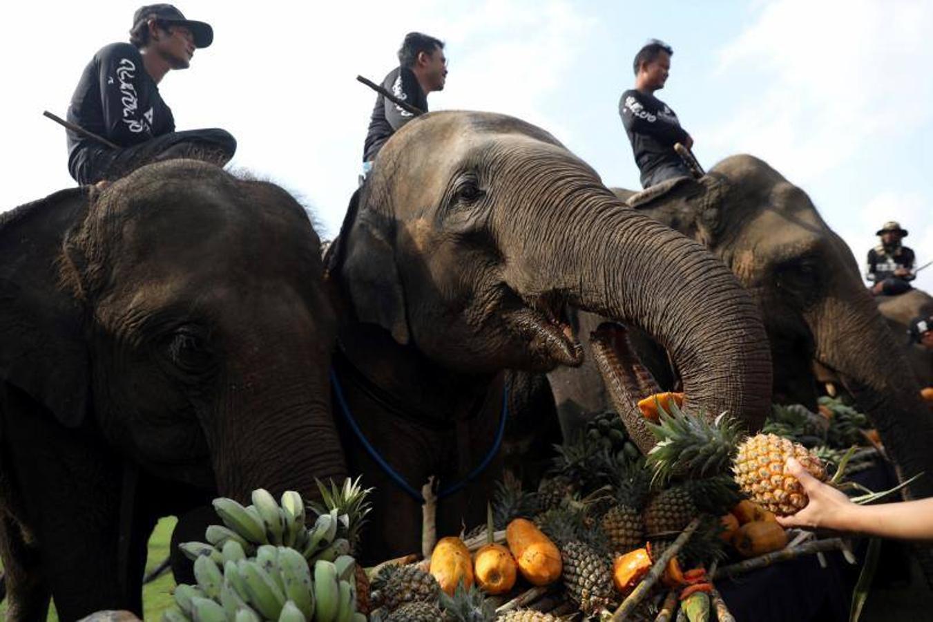 La gente alimenta a los elefantes antes de un partido en el Torneo de Polo de Elefante de la Copa del Rey en un resort ribereño en Bangkok