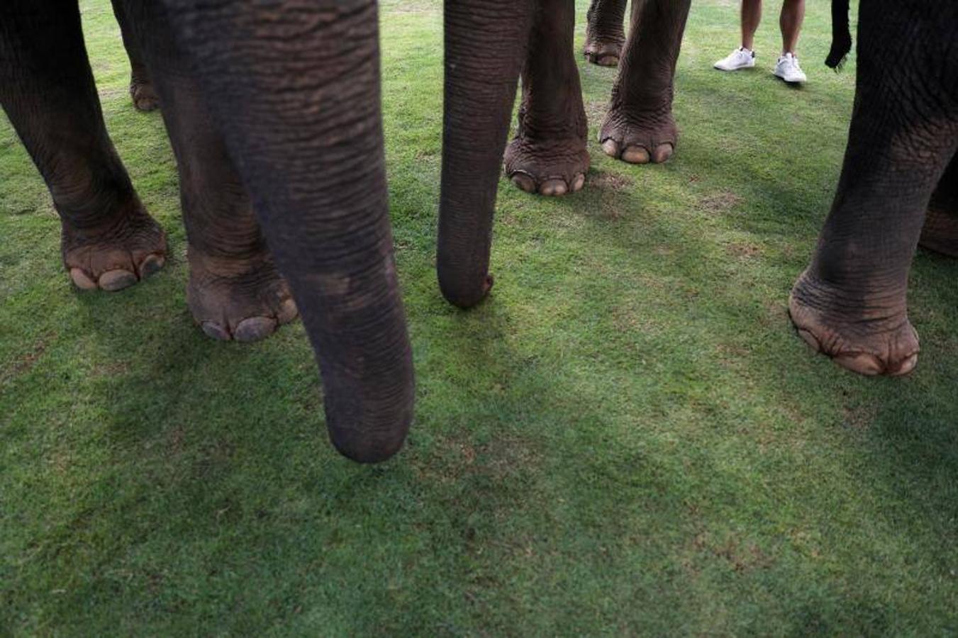 La gente alimenta a los elefantes antes de un partido en el Torneo de Polo de Elefante de la Copa del Rey en un resort ribereño en Bangkok