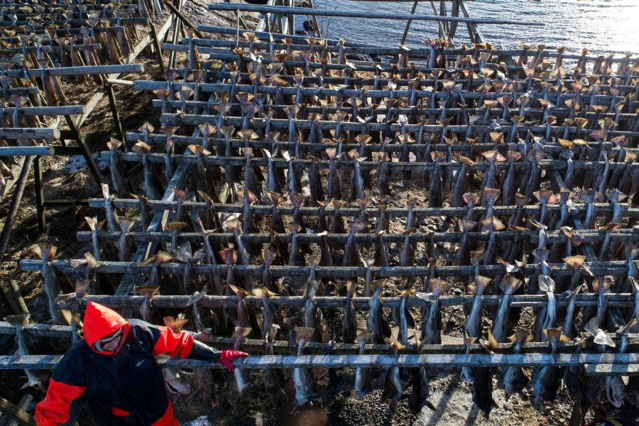 Los pescadores de Henningsvaer, al norte de Noruega, dentro del Círculo Polar Ártico, se jactan de pescar uno de los bacalaos más preciados. Tras pescarlos los cuelgan de altas mesas de madera para dejarlos secar al aire libre durante seis meses.