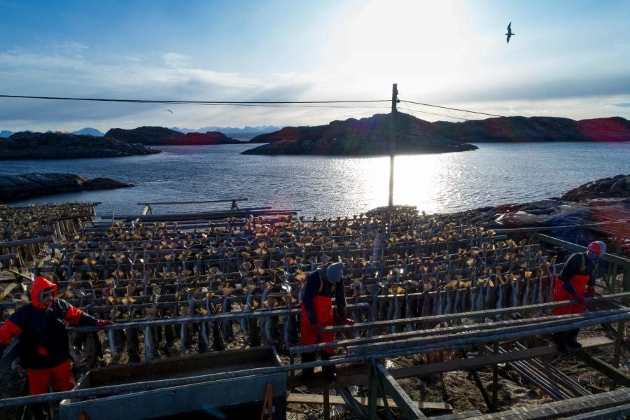 Los pescadores de Henningsvaer, al norte de Noruega, dentro del Círculo Polar Ártico, se jactan de pescar uno de los bacalaos más preciados. Tras pescarlos los cuelgan de altas mesas de madera para dejarlos secar al aire libre durante seis meses.