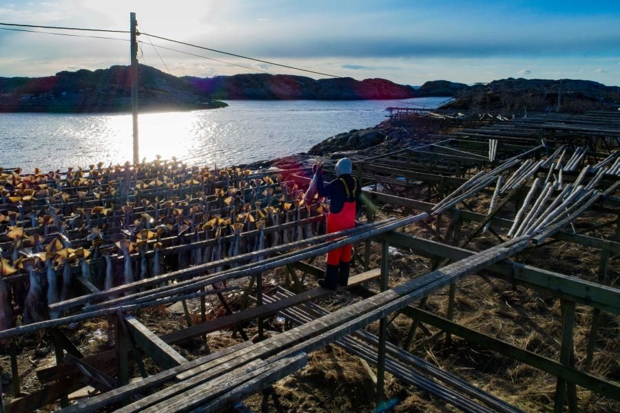 Los pescadores de Henningsvaer, al norte de Noruega, dentro del Círculo Polar Ártico, se jactan de pescar uno de los bacalaos más preciados. Tras pescarlos los cuelgan de altas mesas de madera para dejarlos secar al aire libre durante seis meses.