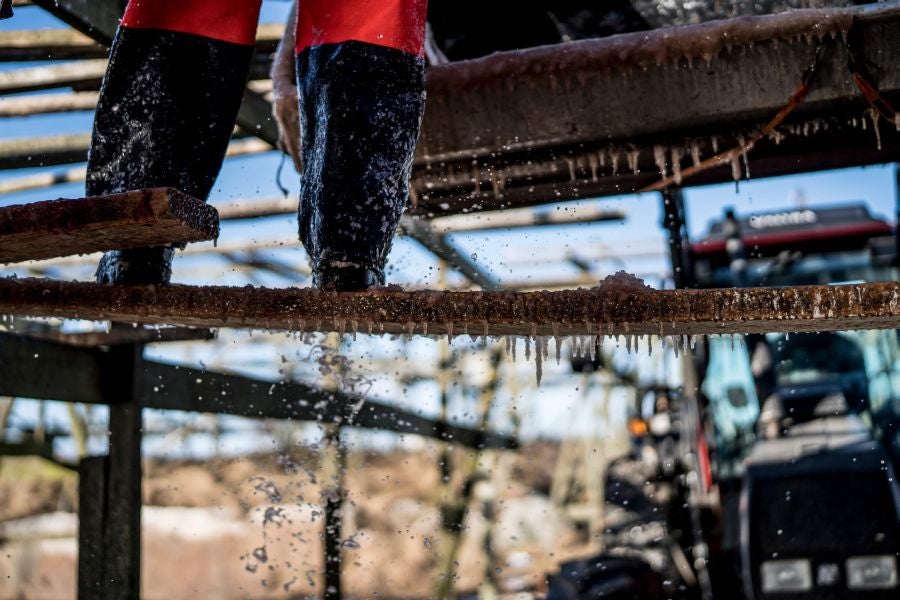 Los pescadores de Henningsvaer, al norte de Noruega, dentro del Círculo Polar Ártico, se jactan de pescar uno de los bacalaos más preciados. Tras pescarlos los cuelgan de altas mesas de madera para dejarlos secar al aire libre durante seis meses.