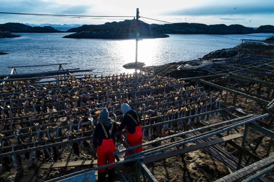 Los pescadores de Henningsvaer, al norte de Noruega, dentro del Círculo Polar Ártico, se jactan de pescar uno de los bacalaos más preciados. Tras pescarlos los cuelgan de altas mesas de madera para dejarlos secar al aire libre durante seis meses.