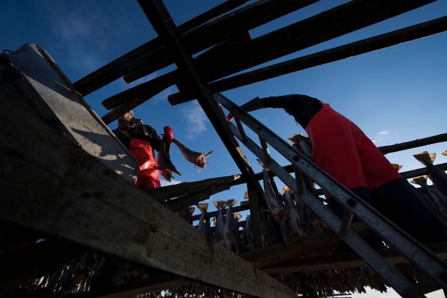 Los pescadores de Henningsvaer, al norte de Noruega, dentro del Círculo Polar Ártico, se jactan de pescar uno de los bacalaos más preciados. Tras pescarlos los cuelgan de altas mesas de madera para dejarlos secar al aire libre durante seis meses.