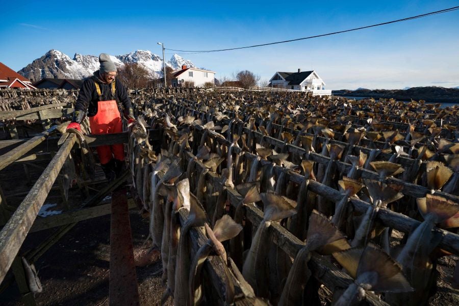 Los pescadores de Henningsvaer, al norte de Noruega, dentro del Círculo Polar Ártico, se jactan de pescar uno de los bacalaos más preciados. Tras pescarlos los cuelgan de altas mesas de madera para dejarlos secar al aire libre durante seis meses.