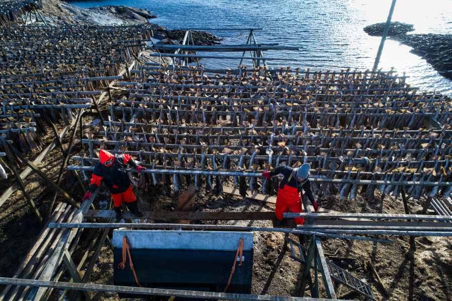 Los pescadores de Henningsvaer, al norte de Noruega, dentro del Círculo Polar Ártico, se jactan de pescar uno de los bacalaos más preciados. Tras pescarlos los cuelgan de altas mesas de madera para dejarlos secar al aire libre durante seis meses.