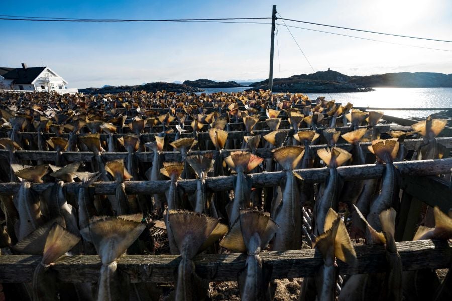 Los pescadores de Henningsvaer, al norte de Noruega, dentro del Círculo Polar Ártico, se jactan de pescar uno de los bacalaos más preciados. Tras pescarlos los cuelgan de altas mesas de madera para dejarlos secar al aire libre durante seis meses.