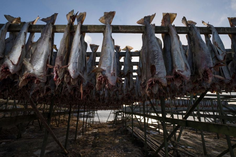 Los pescadores de Henningsvaer, al norte de Noruega, dentro del Círculo Polar Ártico, se jactan de pescar uno de los bacalaos más preciados. Tras pescarlos los cuelgan de altas mesas de madera para dejarlos secar al aire libre durante seis meses.