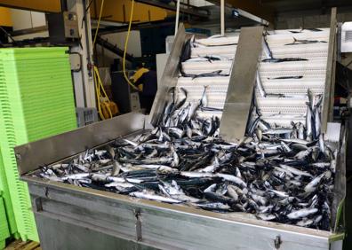 Imagen secundaria 1 - Descarga de verdel en el puerto de Getaria.