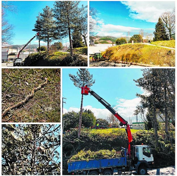 Operación 'procesionaria'. El acceso a Azkoagain por la mañana, durante la tala de los pinos, y por la tarde, al finalizarla, junto a las orugas procesionando y en su característico nido blanco. 