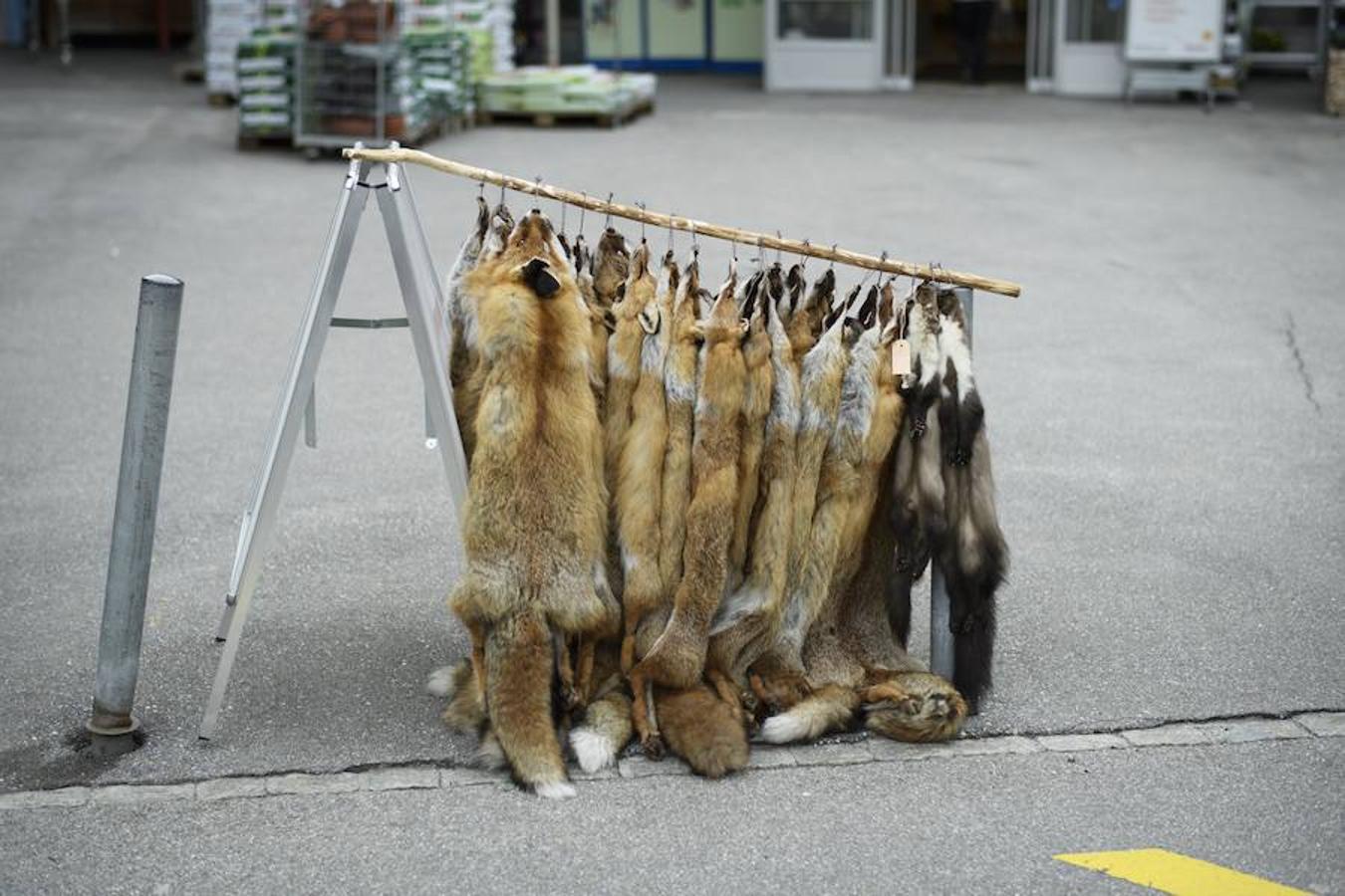 La comunidad cazadora se reúnen en su tradicional mercado de pieles en Thusis, Suiza. 