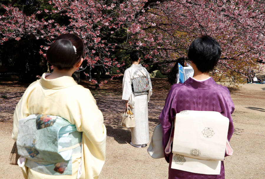 La primavera ha llevado a Tokio y Taiwan con los cerezos en flor, que originan bellas estampas.. 