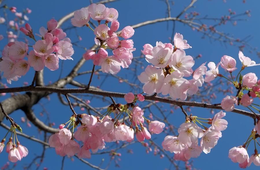 La primavera ha llevado a Tokio y Taiwan con los cerezos en flor, que originan bellas estampas.. 